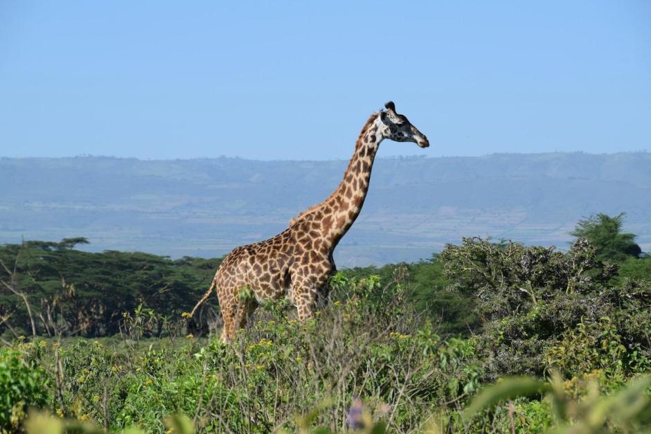 Maasai giraffe at Ecoscapes Conservancy Lake Naivasha