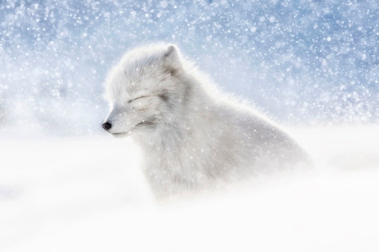 Arctic fox in snow, Norway by Marco Gaiotti (800x533)