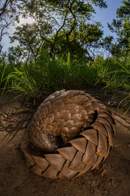 Cape pangolin, Gorongosa National Park, Mozambique by Jen Guyton. (533x800)