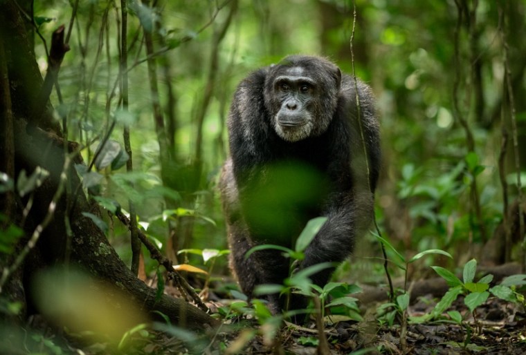 Chimp in Kibale National Park in Uganda by Richard Peters (800x542)