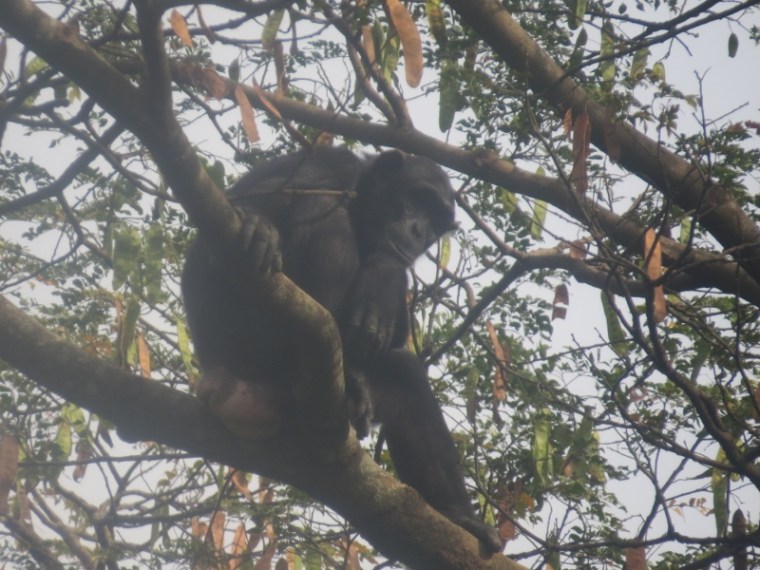 Chimpanzee early morning on tree in Kinyara Sugar plantation 40 kms from Masindi copyright Rupi Mangat (800x600)