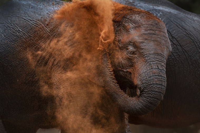 Elephant's dust bath in Tsavo West National Park, Kenya by Piper Mackay (800x533)