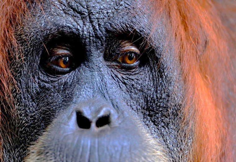 Female Sumatran Orangutan in rainforest, Indonesia by Craig Jones. (800x551)