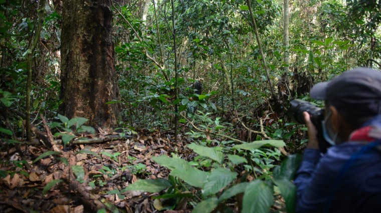Gautam photographing lowland gorillas in Nouabalé Ndoki National Park. Photo Credit Rafael Mares (1280x718)