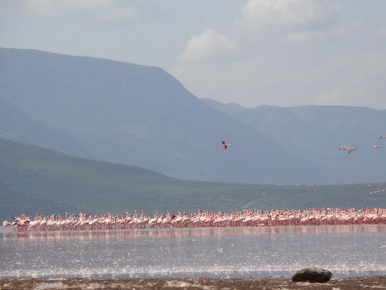 Greater flamingos at Lake Bogoria.Copyright Rupi Mangat (800x600)