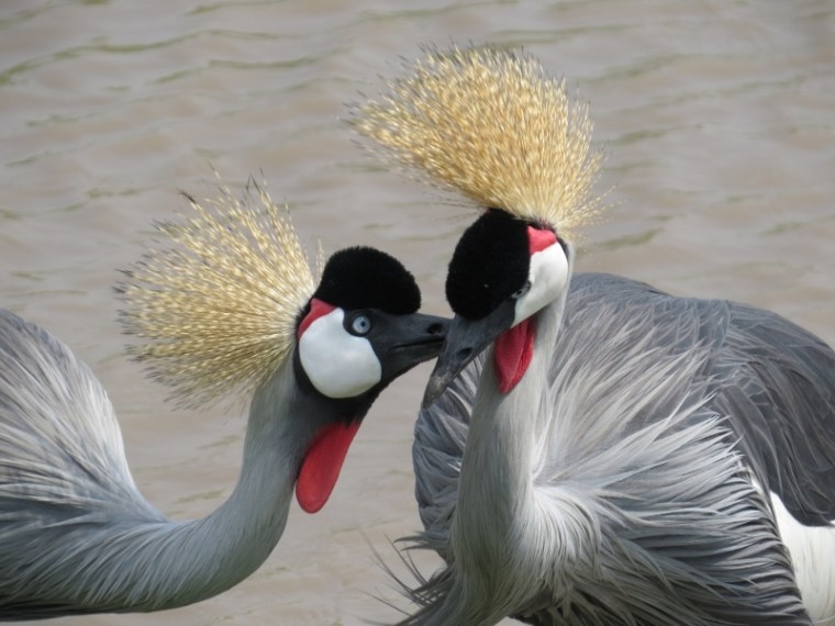 Grey crowned cranes in Lake Nakuru National Park. Copyright Rupi Mangat (800x600)
