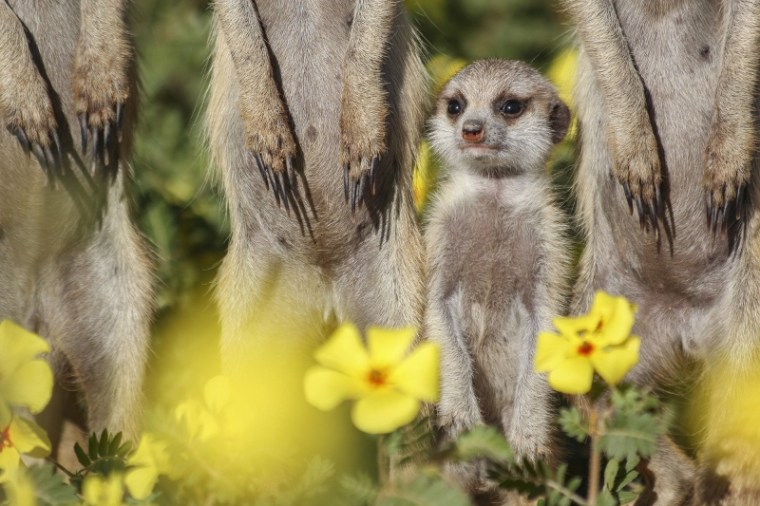 Kalahari Meerkat Project, Northern Cape, South Africa by Jen Guyton. (800x533)