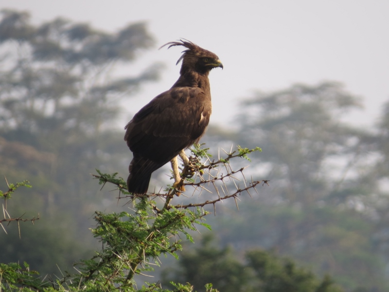 Long-crested eagle at Lake Nakuru. Copyright Rupi Mangat (800x600)