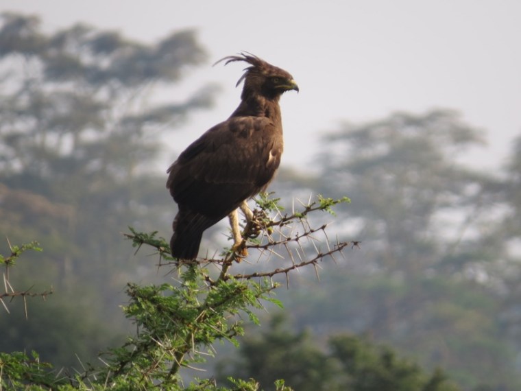 Long-crested eagle at Lake Nakuru. Copyright Rupi Mangat (800x600)