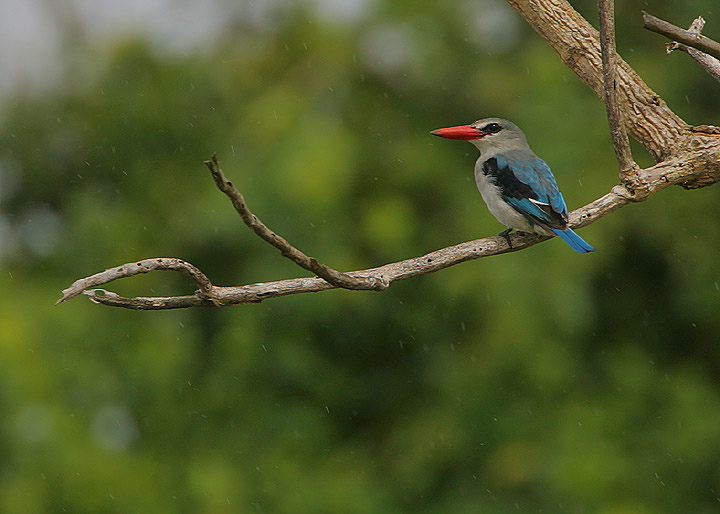 Mangrove kingfisher at Sabaki River mouth Kenya north coast by Steve Garvie from Dunfermline, Fife, Scotland (720x514)