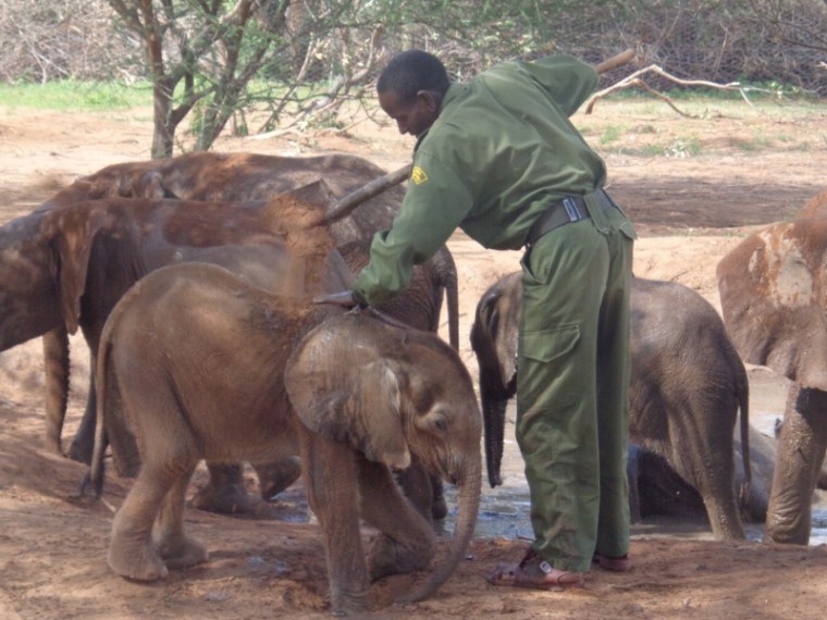 Parenting orphaned calves - Coaing elephant calves with mud to protwct them from sunburn at Reteti. copyright rupi mangati (800x600)