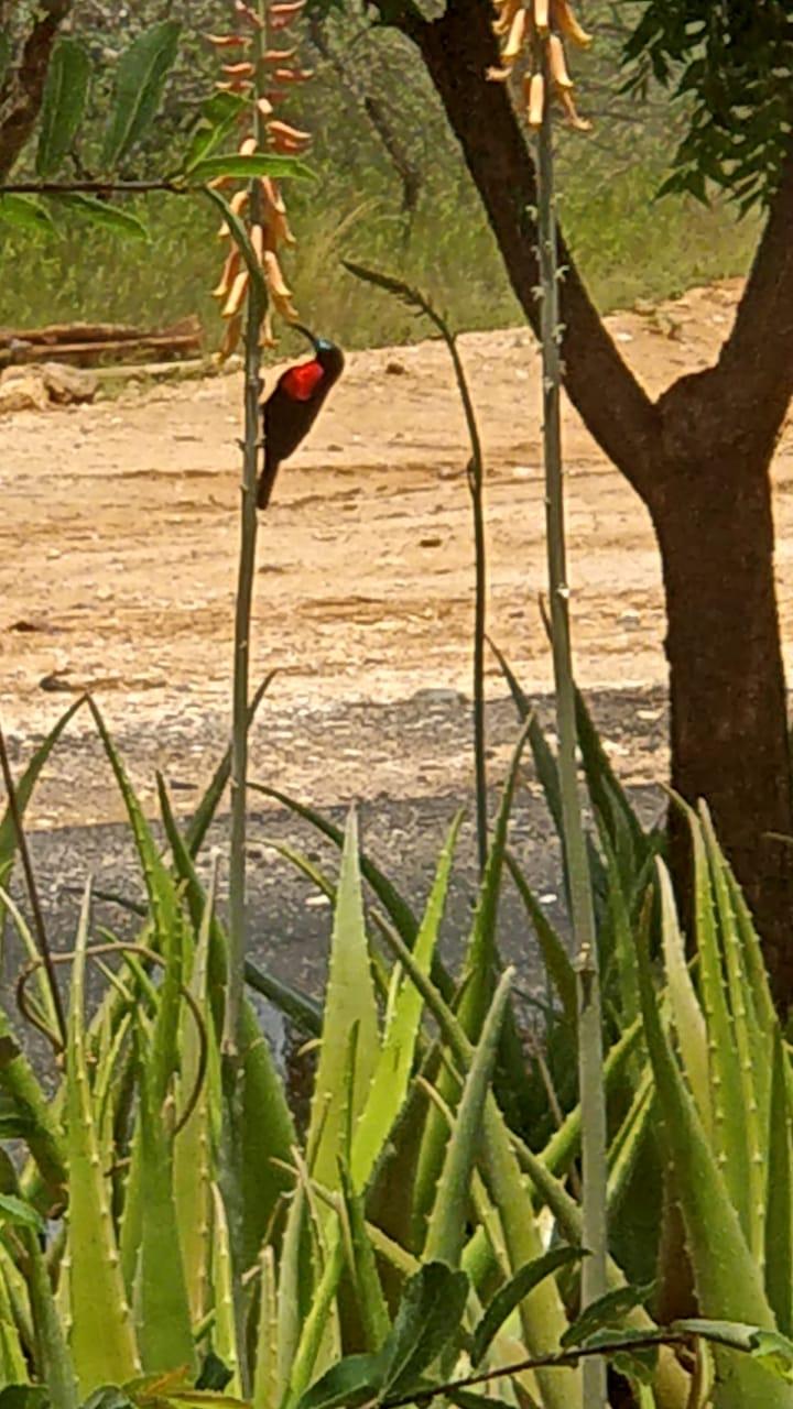 Scarlet chested sunbird by Tsavo West gate by Tsavo river March 2020. Copyright Rupi Mangat