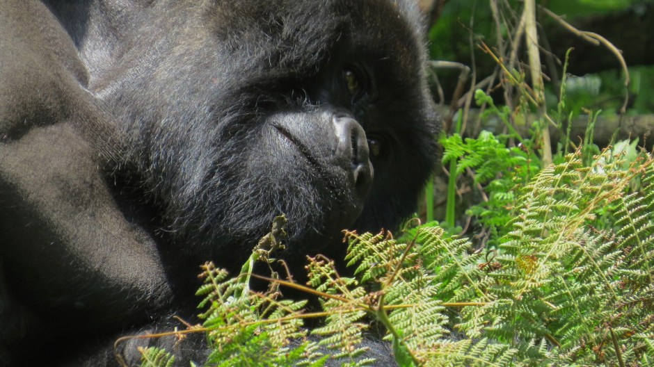 mountain gorilla